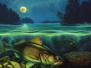 Gallery Wrapped Canvas LED Art Underwater Walleye Harvest Moon III