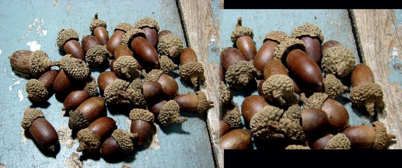 Set of 25 Real Acorn Husks Primitive Autumn Nature Decorating, Moose-R-Us.Com Log Cabin Decor