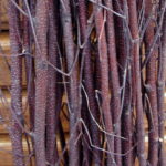 Natural Red White Birch Twigs 3-4 Foot Branches Floor Vase Tall Branch