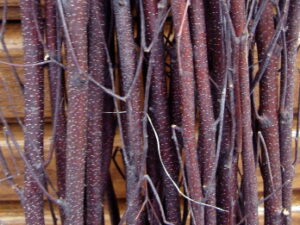 Natural Red White Birch Twigs 3-4 Foot Branches Floor Vase Tall Branch