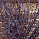 Natural Red White Birch Twigs 3-4 Foot Branches Floor Vase Tall Branch - Image 3
