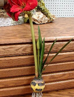 Silk Amaryllis Bulb Velvet Red Very Realistic Flowering Bulb Artificial