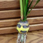 Silk Amaryllis Bulb Velvet Red Very Realistic Flowering Bulb Artificial - Image 2