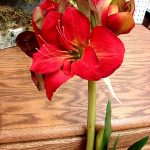 Silk Amaryllis Bulb Velvet Red Very Realistic Flowering Bulb Artificial - Image 3