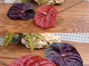 Anthurium Pick Laceleaf Flamingo Flower
