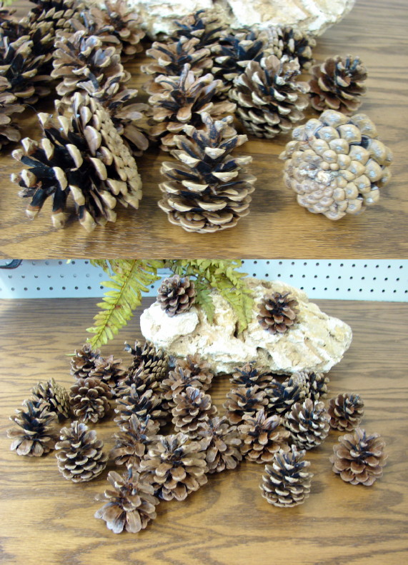 24 Natural Black Austrian Pine Pinecones Bulk Craft Arrangement, Moose-R-Us.Com Log Cabin Decor