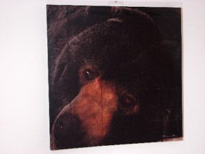 Canvas Black Bear Picture Face Close-up Lodge Theme Wall Art
