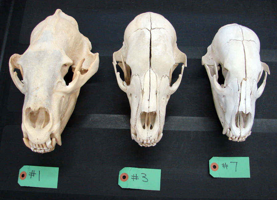 Authentic Real Black Bear Skull For Sale Log Cabin Decor