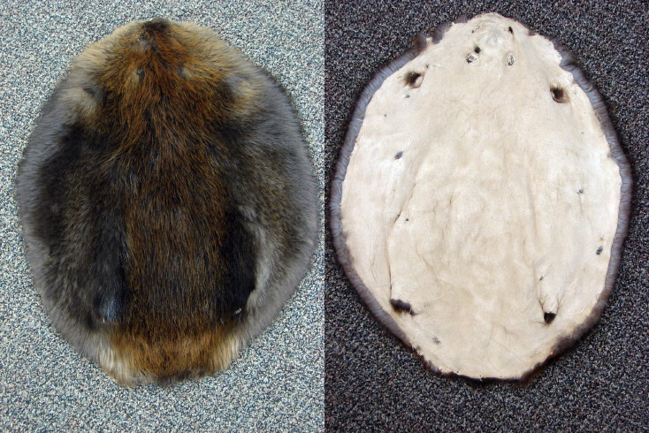 Genuine Premium Beaver Pelt Tanned Fur Hide, Moose-R-Us.Com Log Cabin Decor