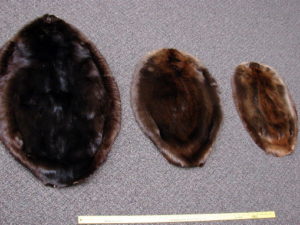 Ojibwe Native American Indian Tanned Lynx Fur Pelt Cased, Moose-R-Us.Com Log Cabin Decor
