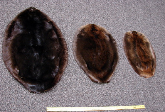 Genuine Premium Beaver Pelt Tanned Fur Taxidermy Soft Supple Hide, Moose-R-Us.Com Log Cabin Decor