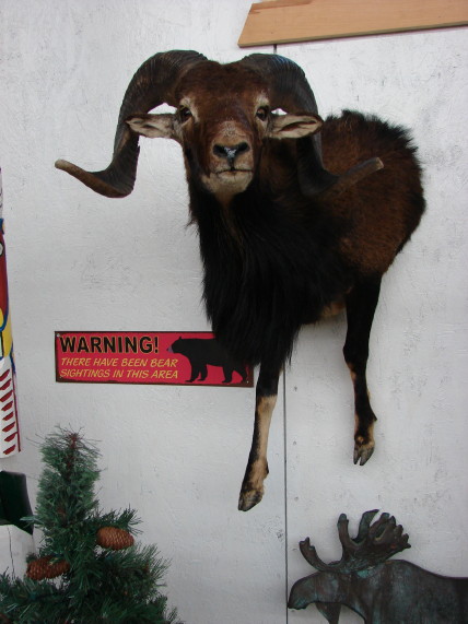 Rare Black Hawaiian Ram Taxidermy 3/4 Wall Mount, Moose-R-Us.Com Log Cabin Decor