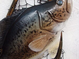 Casey Edwards Hand Carved Wood Panfish Trophy Crappie in Fishing Net
