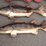 Wood Carving Trophy Chainsaw Carved Northern or Walleye Pike - Image 3