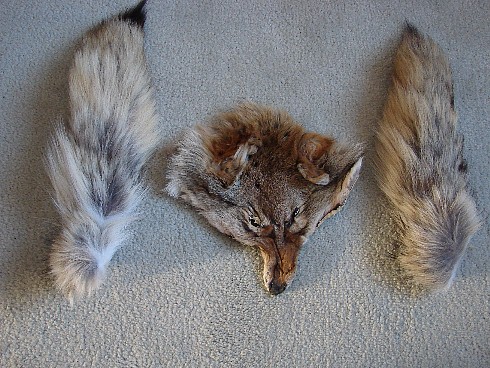 Native American Shield Kit Coyote Tails Coyote Face, Moose-R-Us.Com Log Cabin Decor