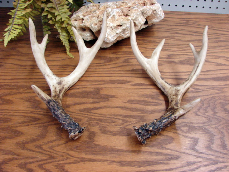 Trophy Deer Antler Replica Faux Fake Pair of Antlers Detailed Rustic Craft, Moose-R-Us.Com Log Cabin Decor