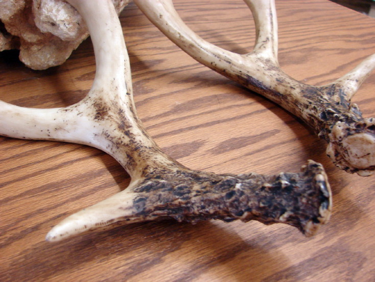 Trophy Deer Antler Replica Faux Fake Pair of Antlers Detailed Rustic Craft, Moose-R-Us.Com Log Cabin Decor