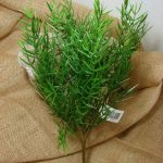 Dill Leaf Fern Pick Miniature Frond Northwoods Arrangement Filler