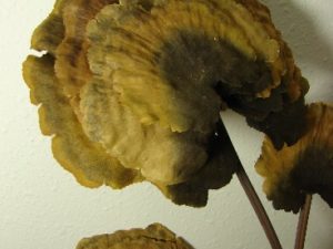 Realistic Dried Mushroom Pick Brown Beige