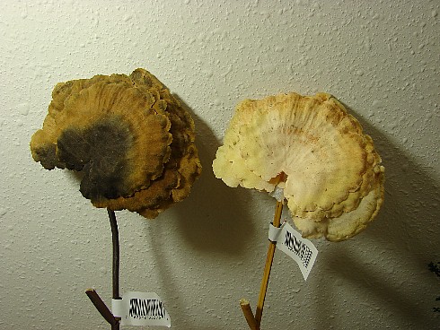 Realistic Dried Mushroom Pick Brown Beige, Moose-R-Us.Com Log Cabin Decor