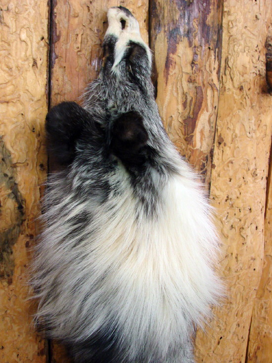Taxidermy Real Fur Pelt Grey Red Blue Frost Fox Cased Lodge Wall Hanging, Moose-R-Us.Com Log Cabin Decor
