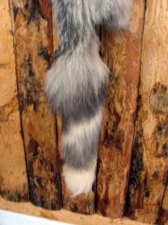 Taxidermy Real Fur Pelt Grey Red Blue Frost Fox Cased Lodge Wall Hanging, Moose-R-Us.Com Log Cabin Decor