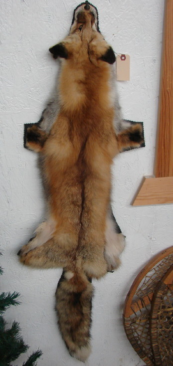 Taxidermy Real Fur Pelt Grey Red Blue Frost Arctic Fox Cased Lodge Wall Hanging, Moose-R-Us.Com Log Cabin Decor