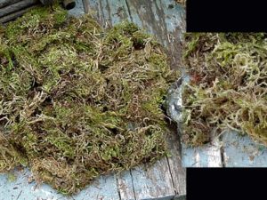 Natural Green Moss North Woods Arrangements Artificial Flowers