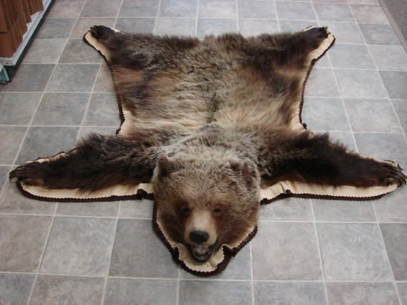 kodiak bear taxidermy for sale