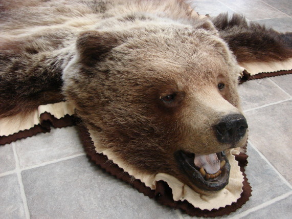 kodiak bear taxidermy for sale