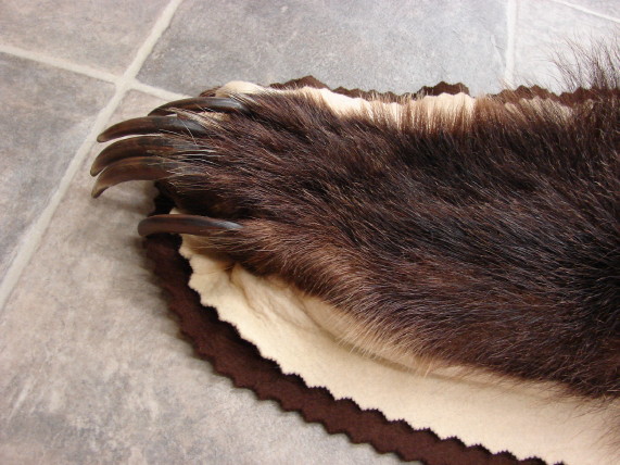kodiak bear taxidermy