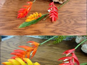 Tropical Heliconia Picks Lobster Claw Flower Pick