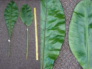 Giant Banana Leaf Tropical Party Decor