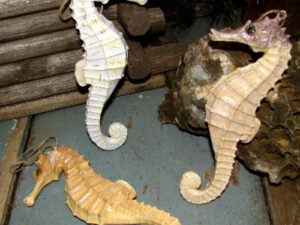 Large Realistic Seahorse Ornament Hanger Beach Theme