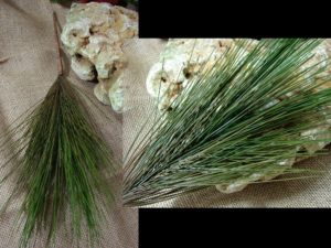 Long Needle Pine Bough Pick Realistic