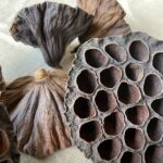 12 Real Lotus Pod Northwoods Arrangements - Image 2
