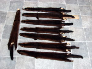 Premium Huge Mink Pelts Tanned Taxidermy Farm Raised 32"+