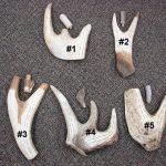 Real Moose Antler Palm Cribbage Board