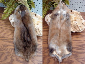 Soft Northern Minnesota Real Taxidermy Tanned Premium Muskrat Pelt Cased