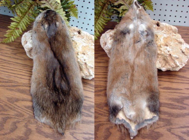 Soft Northern Minnesota Real Taxidermy Tanned Premium Muskrat Pelt