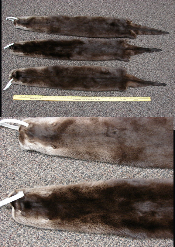 Super Soft Large Tanned Taxidermy Northern Minnesota Premium Otter Pelt, Moose-R-Us.Com Log Cabin Decor