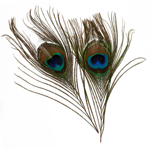 Real Peacock Feather Eye 6-8&#8243; Northwoods Arrangement Pick Set/2, Moose-R-Us.Com Log Cabin Decor