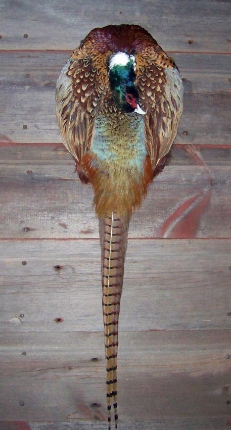 Real Taxidermy Ringneck Pheasant Pelt Dead Bird Wall Decor, Moose-R-Us.Com Log Cabin Decor