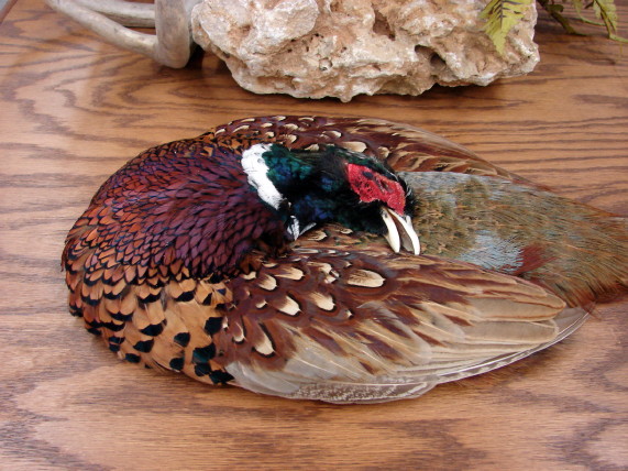 Real Taxidermy Ringneck Pheasant Pelt Dead Bird Wall Decor, Moose-R-Us.Com Log Cabin Decor