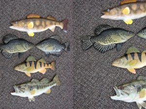 Philips Wall Fish Wood Carvings Trout Crappie Northern Perch