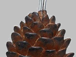 Pine Cone Curtain Hooks Pinecone Iron Curtain Hook Set by Park Designs 
