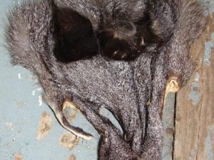 Real Fox Coyote Fur Owl Critters, Moose-R-Us.Com Log Cabin Decor