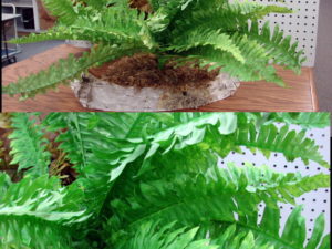 Realistic Full Lush Early Garden Spring Fern Bush Plant