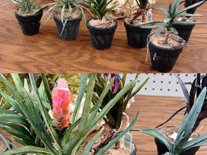6 Assorted Tillandsia Air Plants in Miniature Pots Window Sill Decor