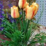 Spring Flowers Blush Orange Mini Tulip Bush with Grass